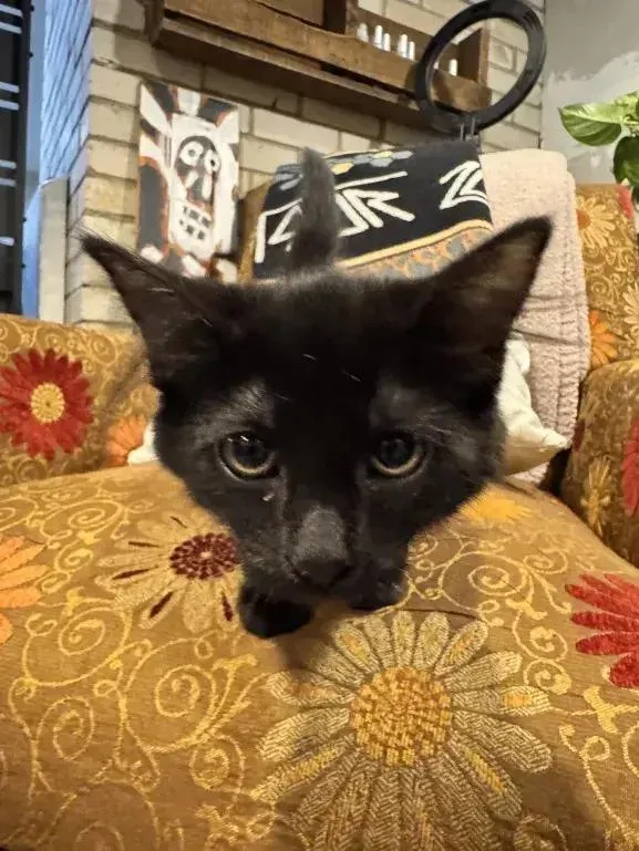 A baby small-sized female Black Domestic Medium Hair cat named Jetta for adoption in Grand Rapids, MI