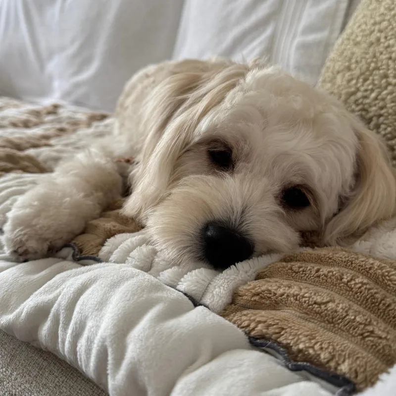 A young small-sized female Maltese dog named Concha for adoption in Pleasanton, CA