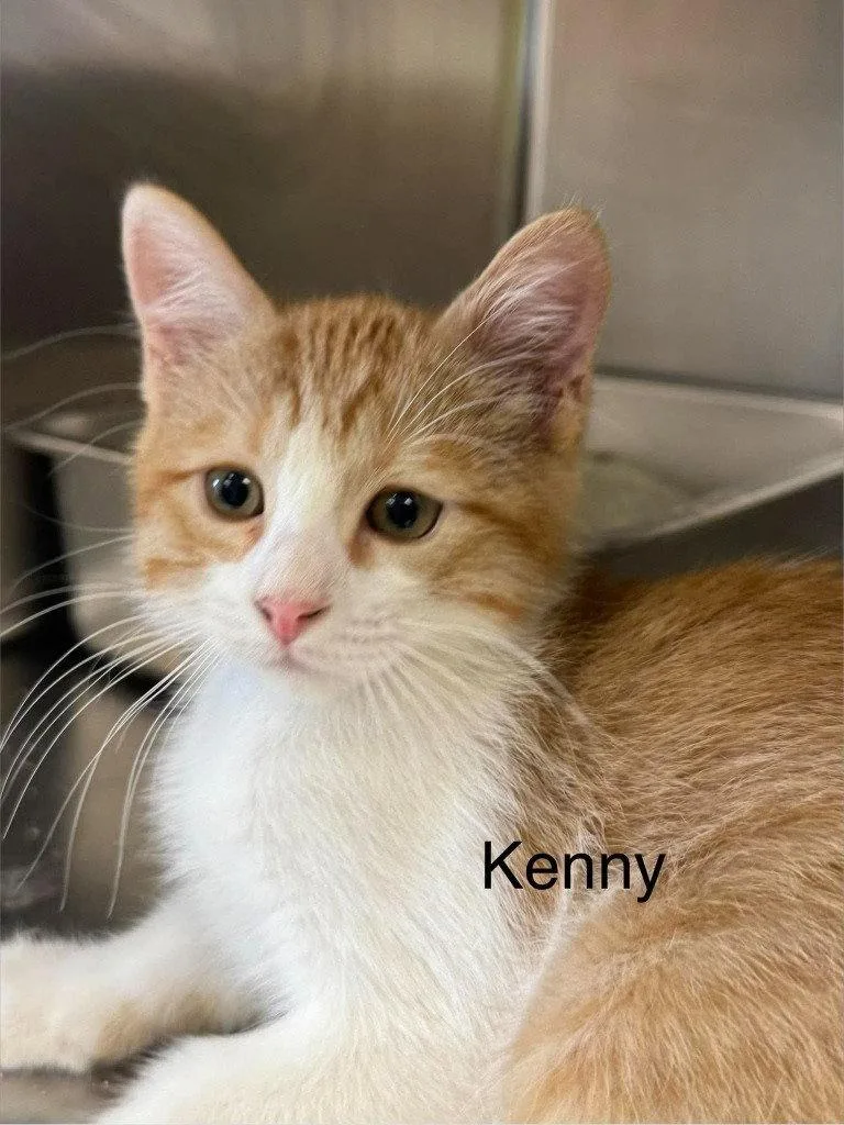 A baby small-sized male Orange & White Domestic Medium Hair cat named Kenny for adoption in Saint George, UT