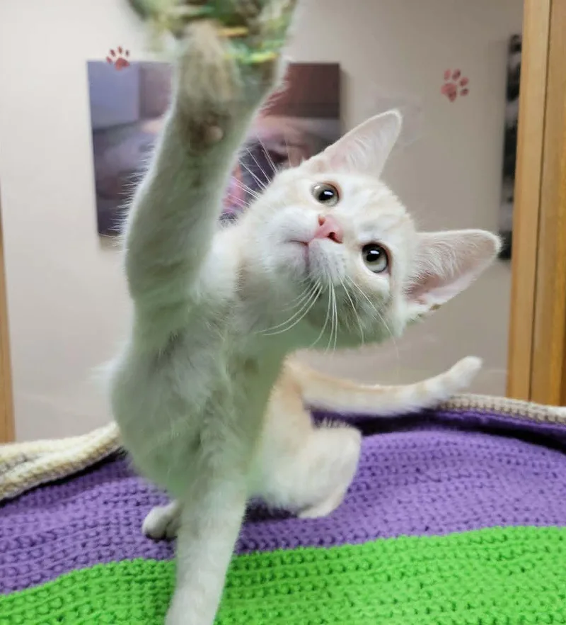 A baby medium-sized male Buff / Tan / Fawn Domestic Short Hair cat named Norman for adoption in Portage, WI