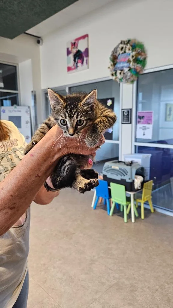 A baby small-sized female Domestic Short Hair cat named Wrenley for adoption in Bossier City, LA