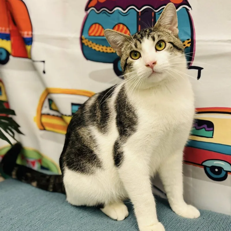 An adult large-sized male Tabby (Brown / Chocolate) Domestic Short Hair cat named Miko for adoption in Effingham, IL