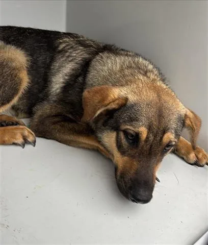 An adult large-sized male German Shepherd Dog dog named A for adoption in Houston, TX