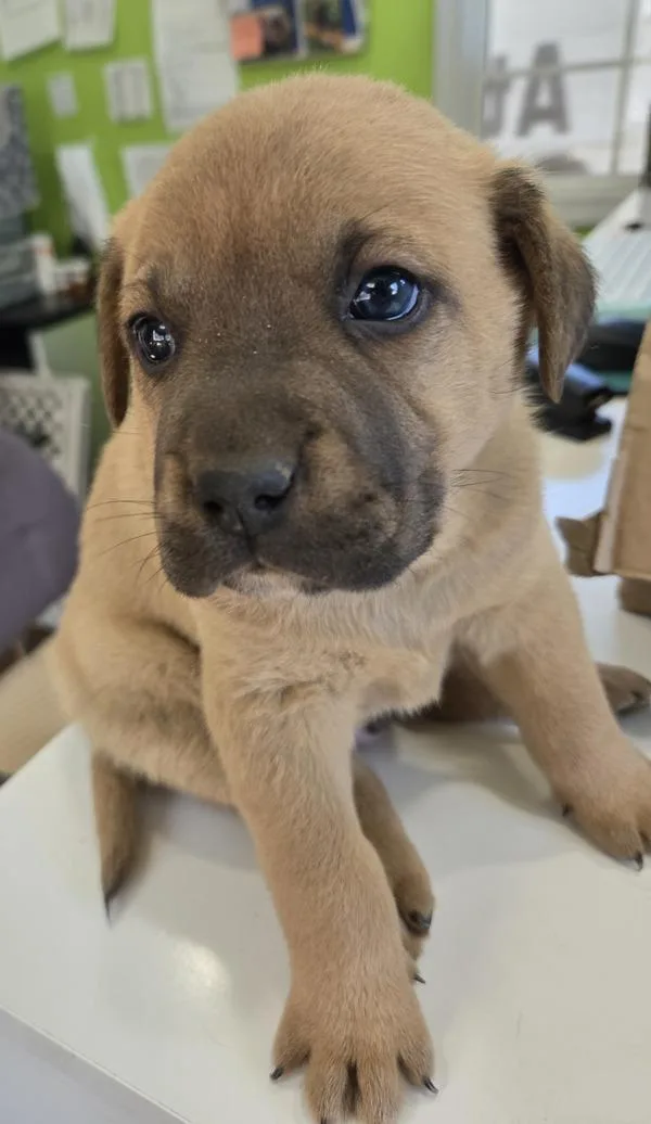 Winston