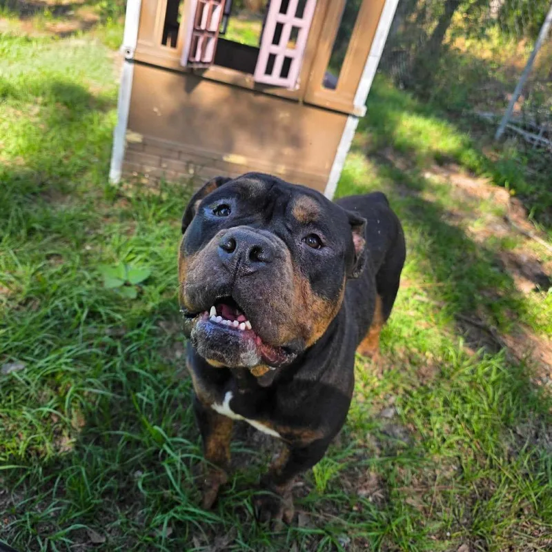 Winston