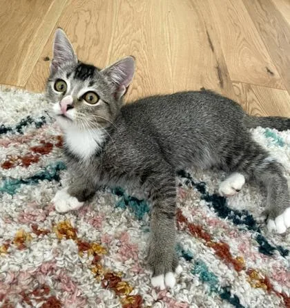 A baby small-sized male Domestic Short Hair cat named Zaboomafoo for adoption in Fort Worth, TX