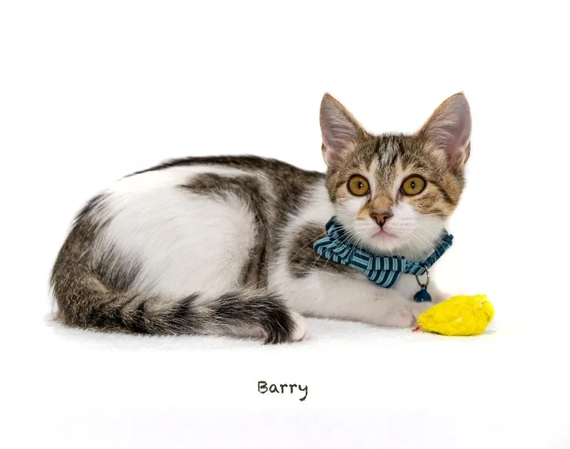 A baby small-sized male Domestic Short Hair cat named Barry for adoption in Hot Springs Village, AR