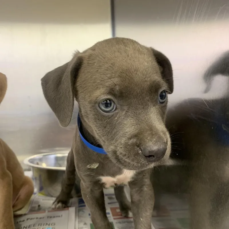 An adult medium-sized male Gray / Blue / Silver Pit Bull Terrier dog named Moonpie U for adoption in Tupelo, MS