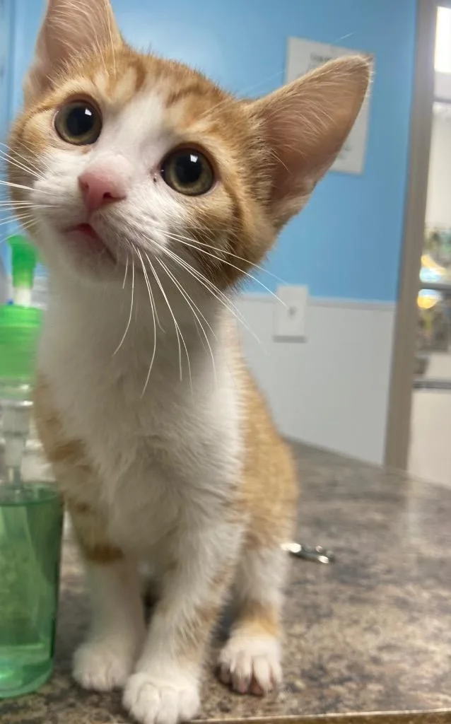 A young medium-sized female Domestic Short Hair cat named Evie  Yolandi for adoption in Batesville, AR