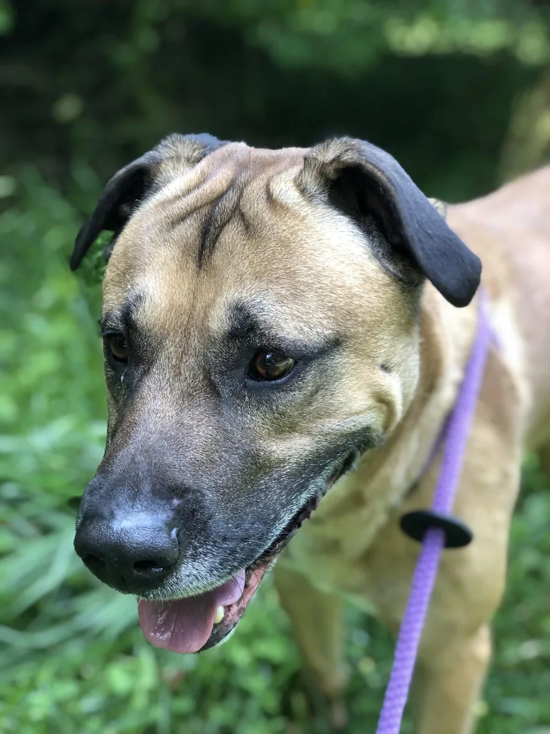 An adult extra large-sized male Anatolian Shepherd dog named Ducky for adoption in Elkins, WV