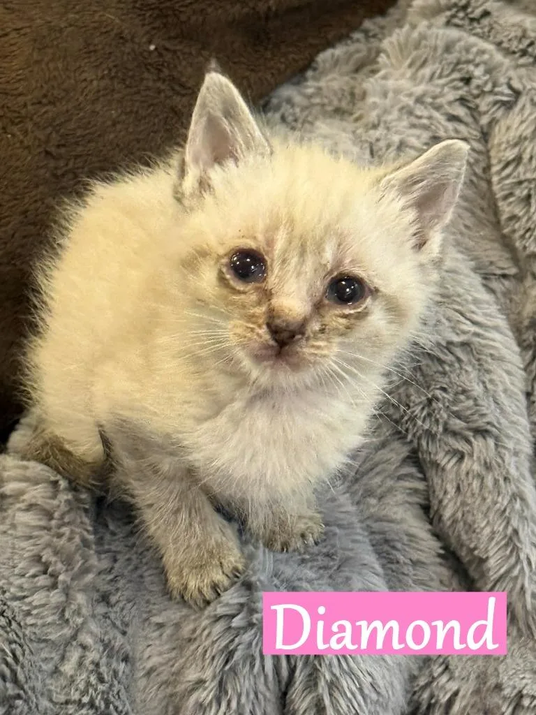 A baby medium-sized female Domestic Short Hair cat named Diamond for adoption in Hoover , AL