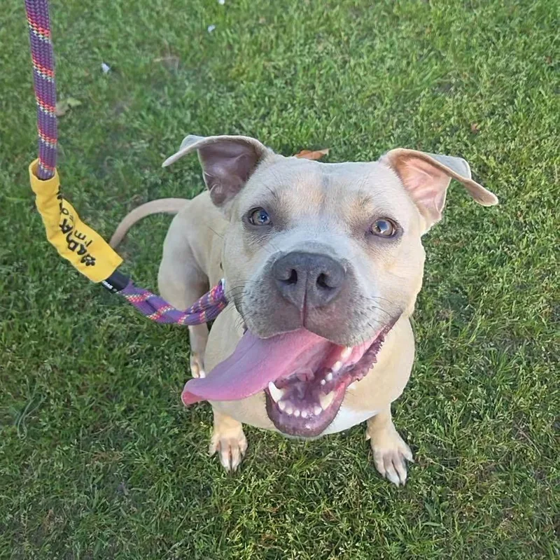 An adult medium-sized female White / Cream Mixed Breed dog named Duchess for adoption in Summerville, SC