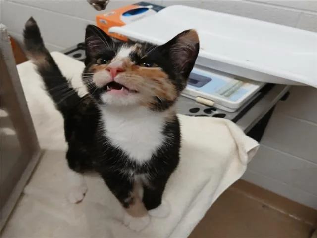 A baby small-sized female Domestic Short Hair cat named Tweedledee for adoption in Derwood, MD