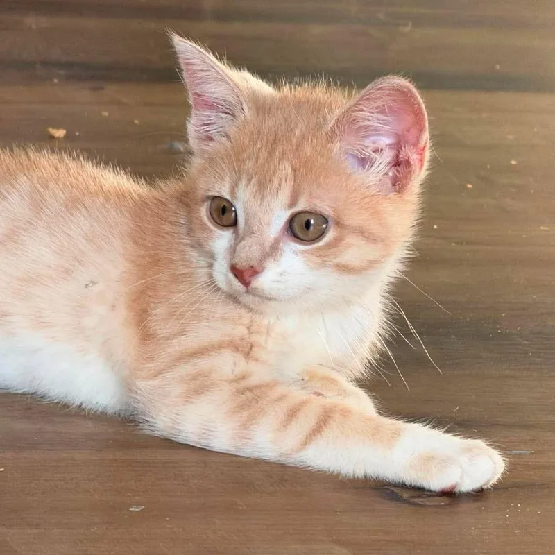 A baby small-sized female Buff / Tan / Fawn Domestic Short Hair cat named Loofah for adoption in Jarrettsville, MD