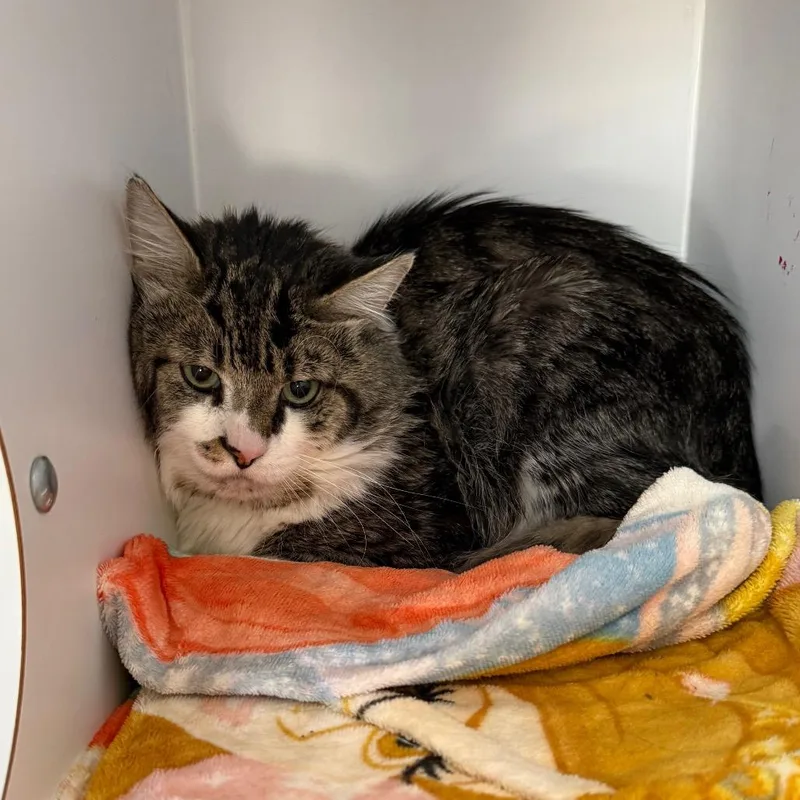 A senior large-sized male Gray / Blue / Silver Domestic Short Hair cat named Spider Man for adoption in Kanab, UT