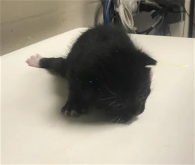 A baby small-sized male Domestic Short Hair cat named Lou for adoption in Conroe, TX