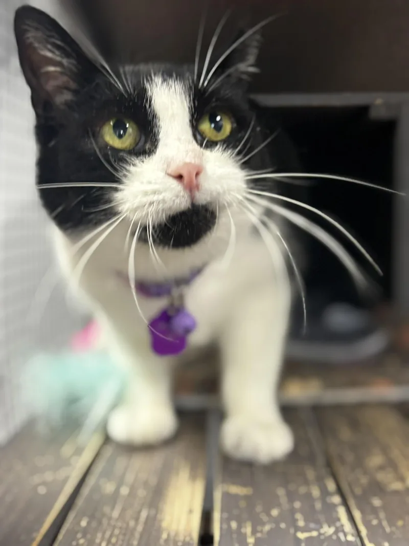 Maggie Q thumbnail 3