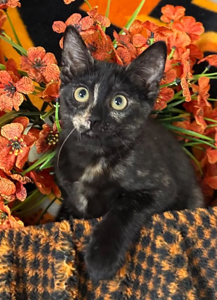 A baby small-sized female Domestic Short Hair cat named Sakura for adoption in Stillwater, OK