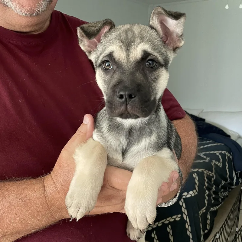 Butterscotch thumbnail 3