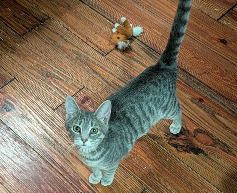 A baby medium-sized female Domestic Short Hair cat named River for adoption in Grovetown, GA