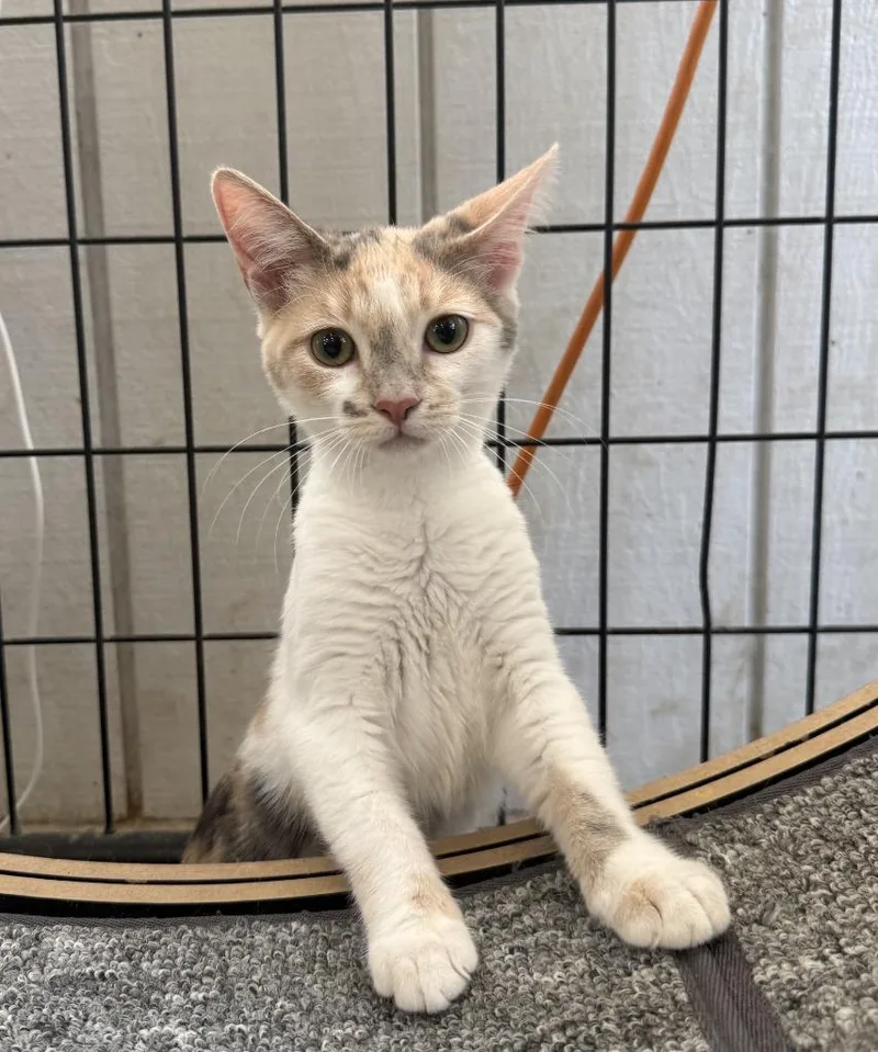 A baby small-sized female Domestic Short Hair cat named Remi for adoption in Lemoore, CA