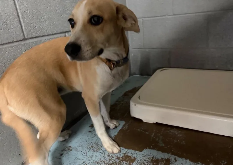 A baby small-sized female Beagle dog named Buffy for adoption in Ada, OK