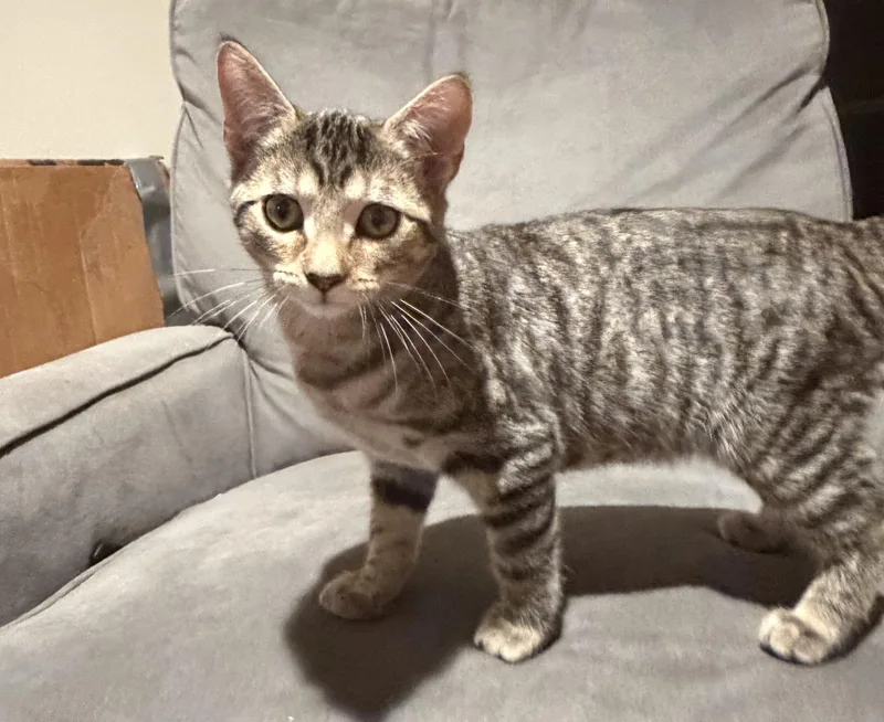 A baby medium-sized male Domestic Short Hair cat named Apple Crisp for adoption in Mayfield, NY