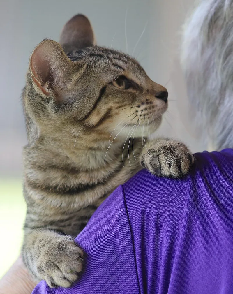 A baby medium-sized female Domestic Short Hair cat named Skipper for adoption in North Fort Myers, FL