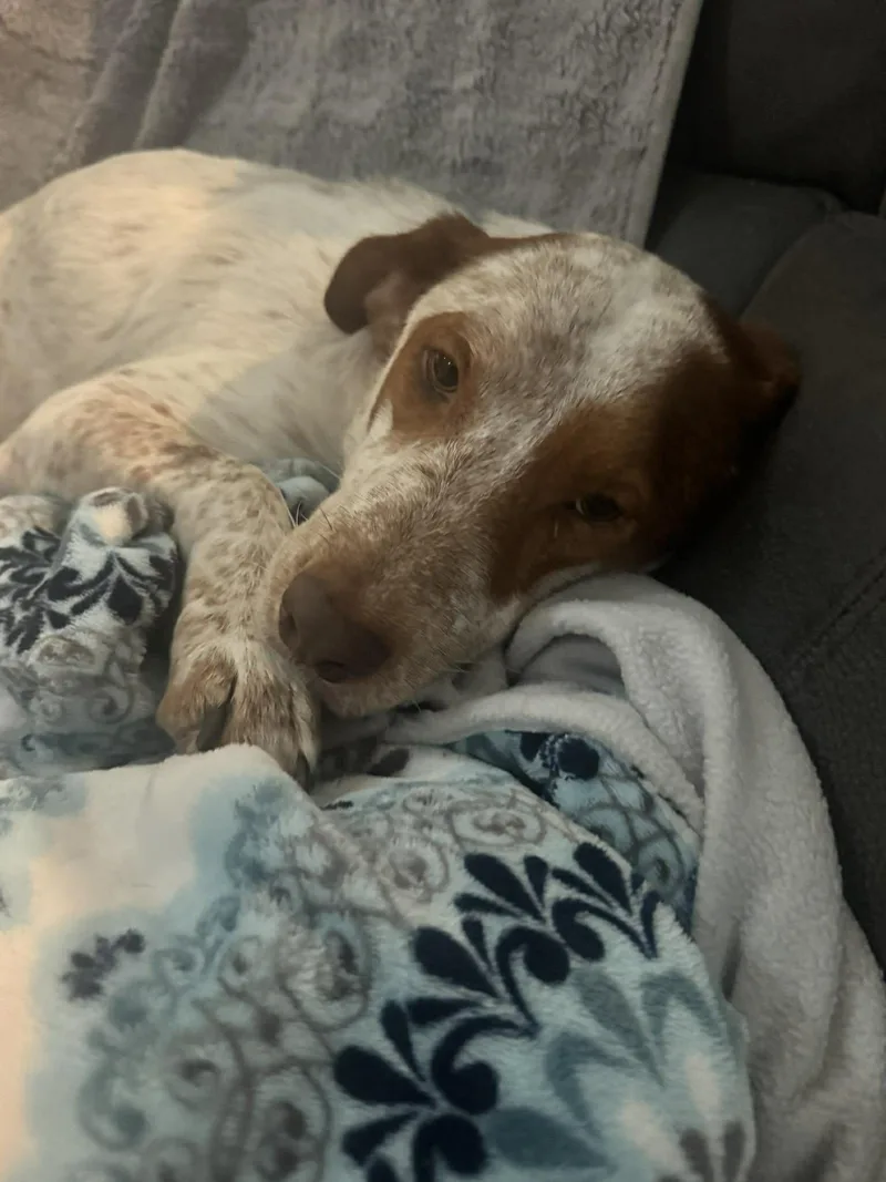 An adult medium-sized male Treeing Walker Coonhound dog named Grover for adoption in Houston, TX