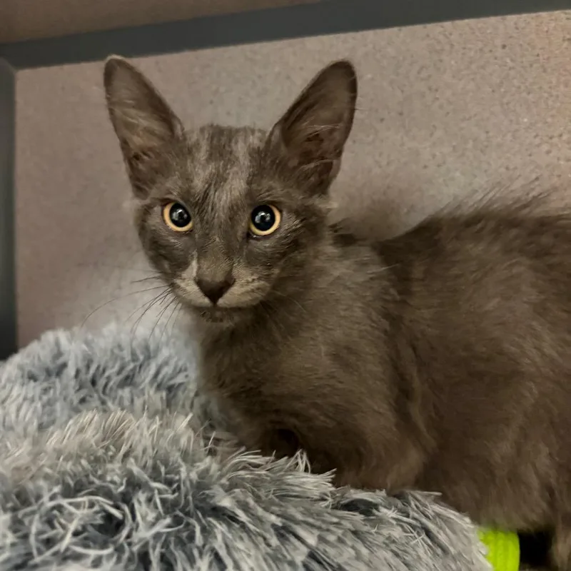 A baby small-sized female Domestic Medium Hair cat named Pocus for adoption in Santa Barbara, CA