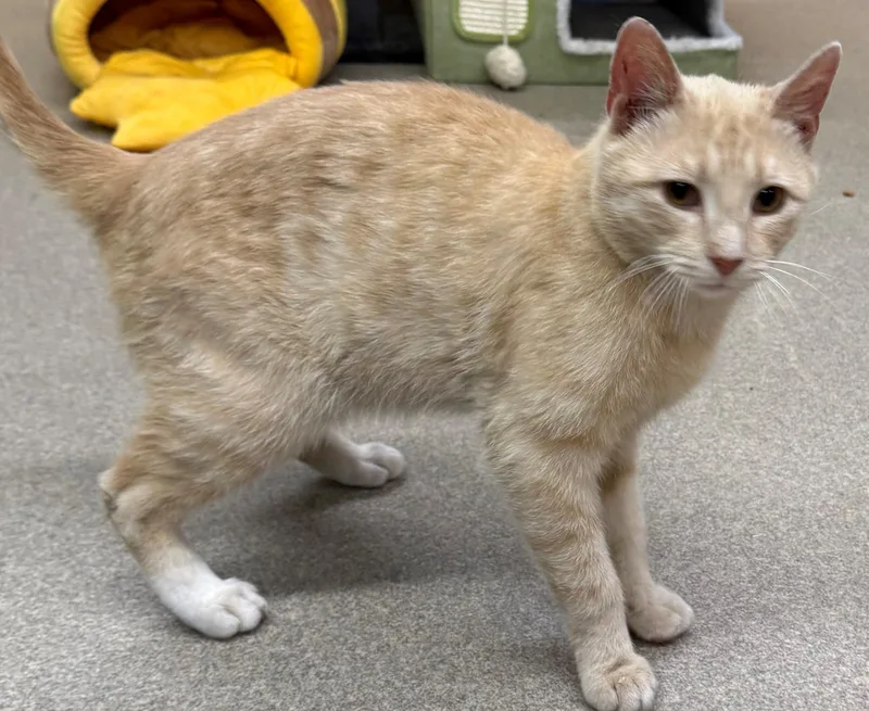 A young medium-sized male Buff / Tan / Fawn Domestic Short Hair cat named Parker for adoption in Edison, NJ