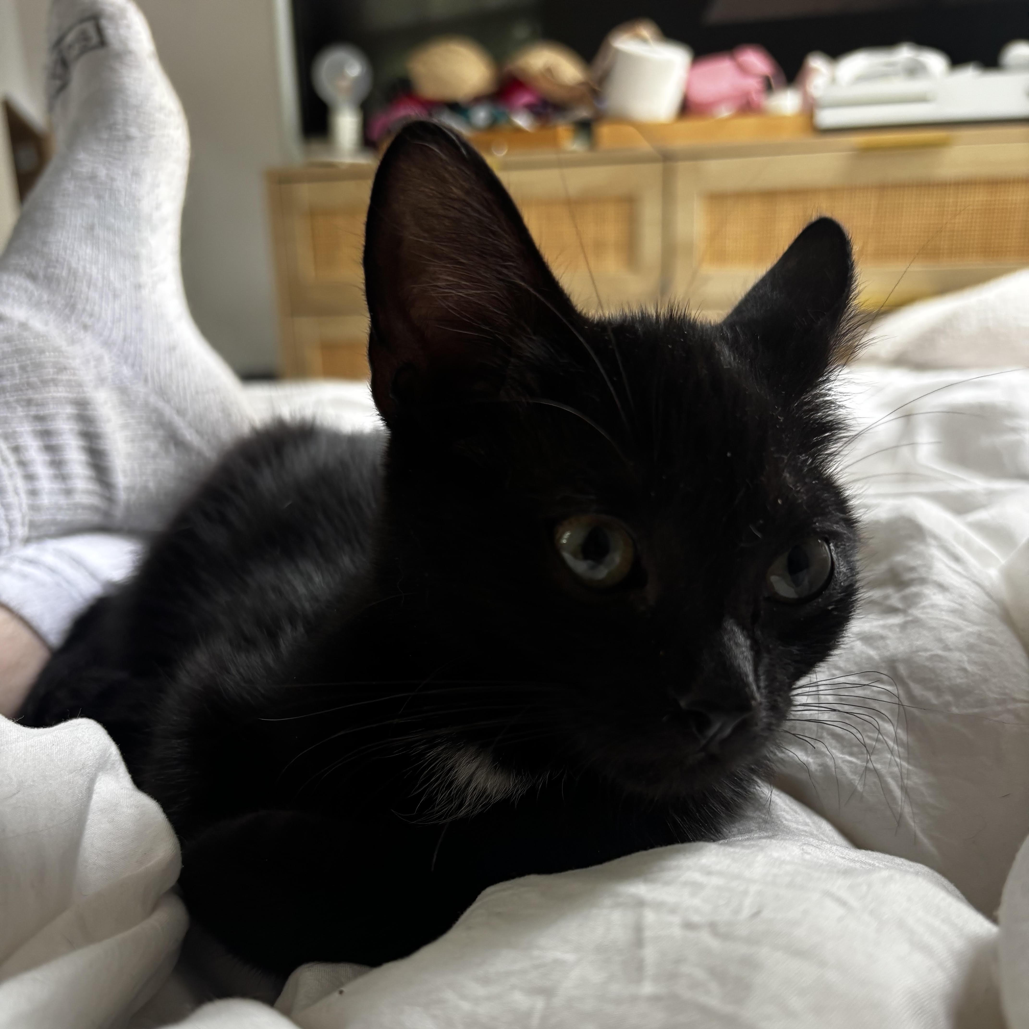 A baby small-sized male Black Domestic Short Hair cat named Geto for adoption in Richmond, VA