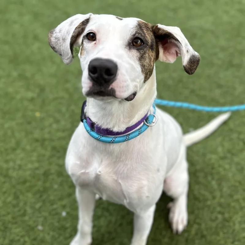 A young medium-sized female White / Cream Mixed Breed dog named Jojo for adoption in Washington Township, OH