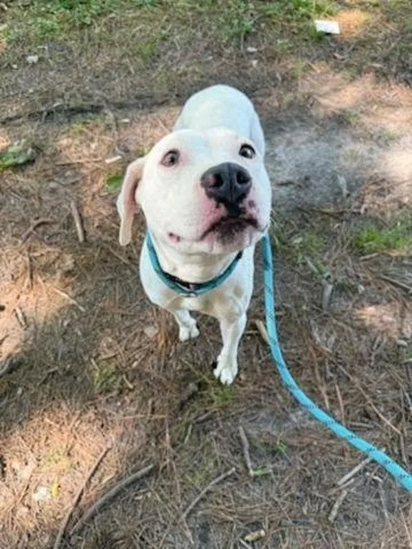 An adult medium-sized female Pit Bull Terrier dog named Jazzy for adoption in Salisbury, MD