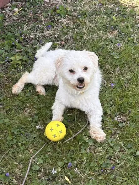 An adult small-sized female White / Cream Bichon Frise dog named Hop for adoption in Knoxville, TN