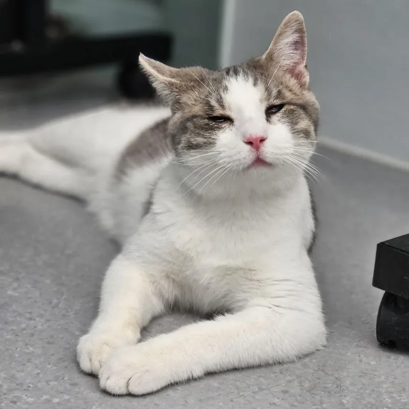 A young medium-sized male White Domestic Short Hair cat named Alfalfa for adoption in Lakewood, CO
