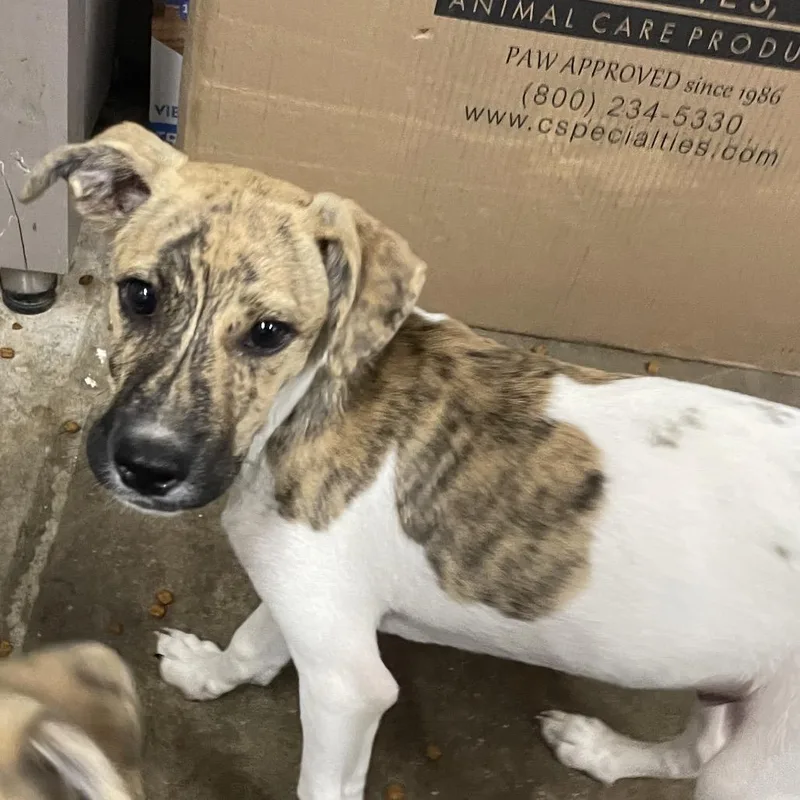 A young small-sized male Brindle Terrier dog named Wrangler for adoption in Eureka Springs, AR