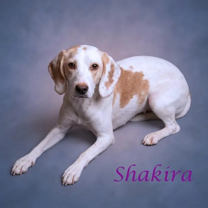 An adult small-sized female White / Cream Beagle dog named Shakira D for adoption in Lebanon, TN