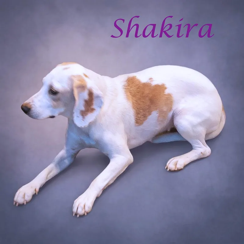 Shakira D thumbnail 3
