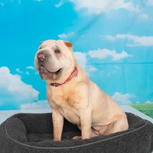 An adult medium-sized female Yellow / Tan / Blond / Fawn Shar-Pei dog named Ivory for adoption in Fredericksburg, VA