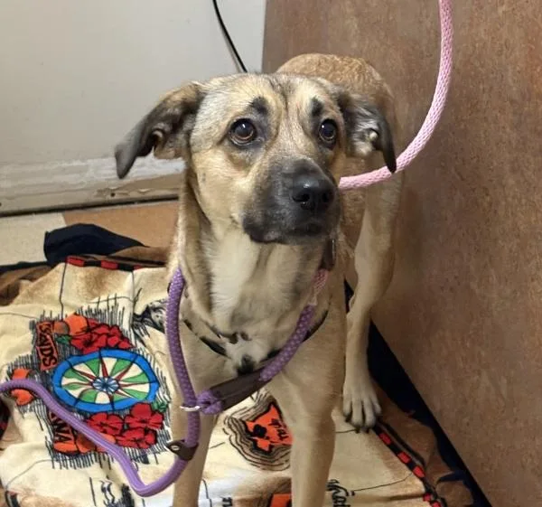 An adult medium-sized female Shepherd dog named Felicia for adoption in San Diego, CA