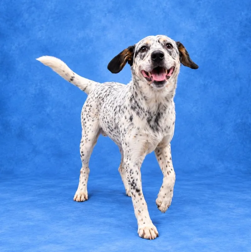 A young medium-sized female Australian Cattle Dog / Blue Heeler dog named Pepper for adoption in Heber Springs, AR