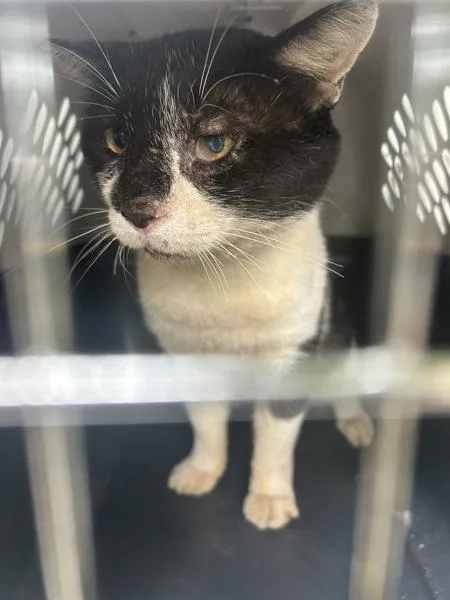 An adult medium-sized male Domestic Short Hair cat named Humphrey Bogart for adoption in Virginia Beach, VA