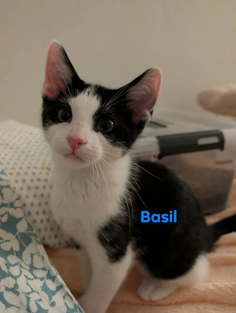 A baby medium-sized male Black & White / Tuxedo Domestic Short Hair cat named Basil for adoption in Champaign, IL