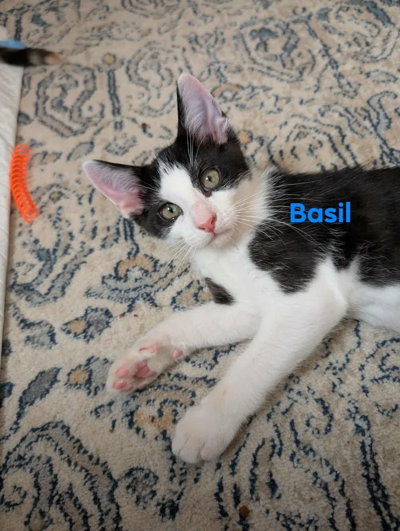 Basil thumbnail 2