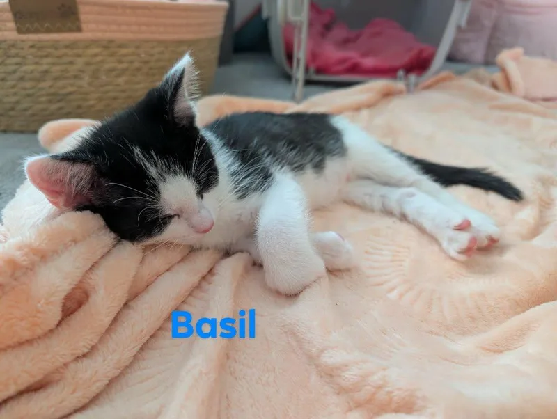 Basil thumbnail 3