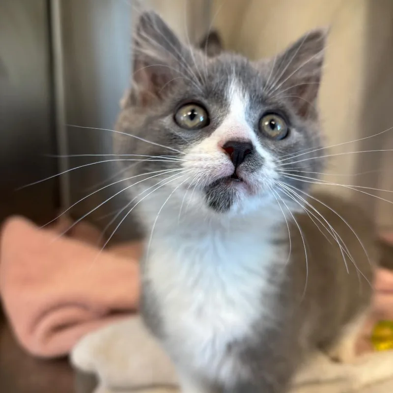 A baby small-sized female Gray / Blue / Silver Domestic Short Hair cat named Challah for adoption in Washington Township, OH