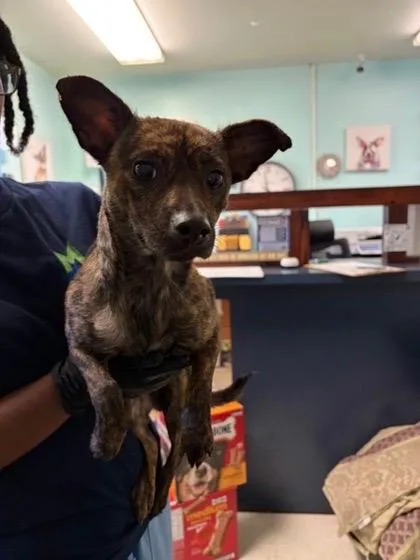 An adult small-sized female Rat Terrier dog named Selena for adoption in Morton Grove, IL