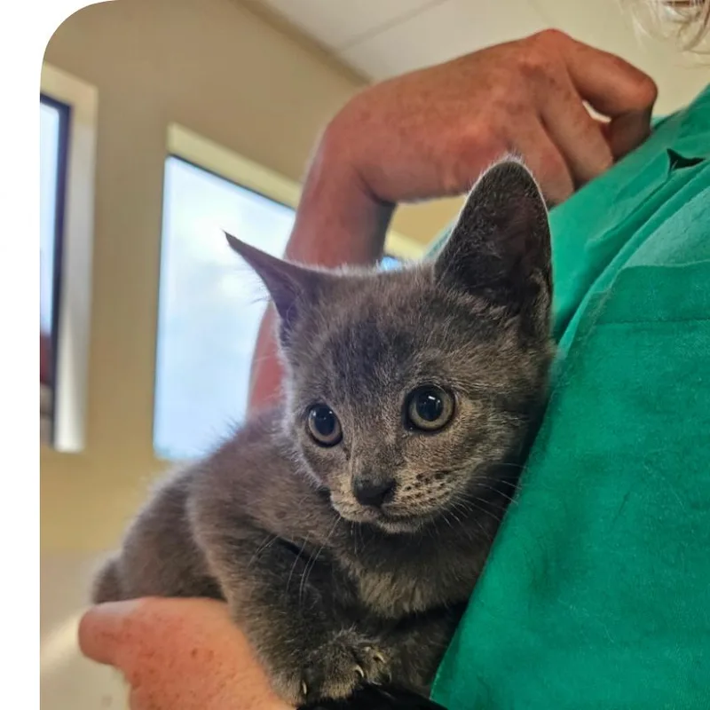 A baby small-sized female Gray / Blue / Silver Domestic Short Hair cat named Mattel for adoption in Hattiesburg, MS