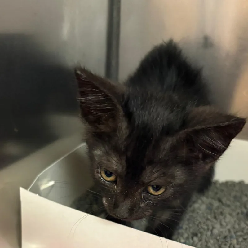 A baby small-sized male Black Domestic Short Hair cat named Echo for adoption in Royse City, TX
